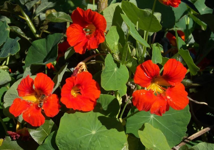 Figura 10 - Capuchinha