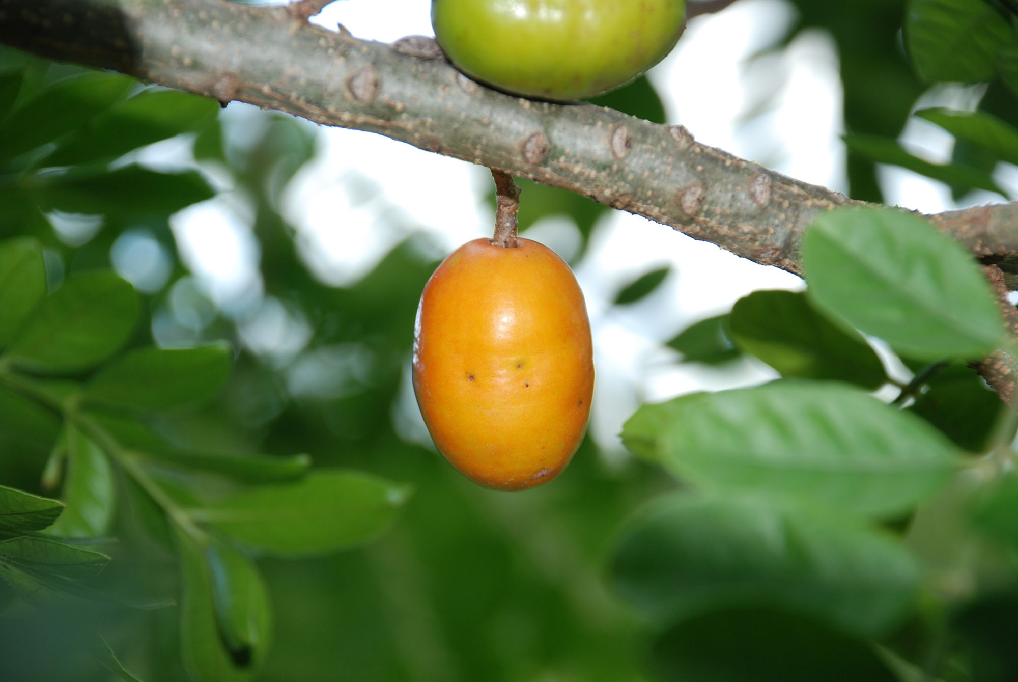 Figura 14 - Ciriguela