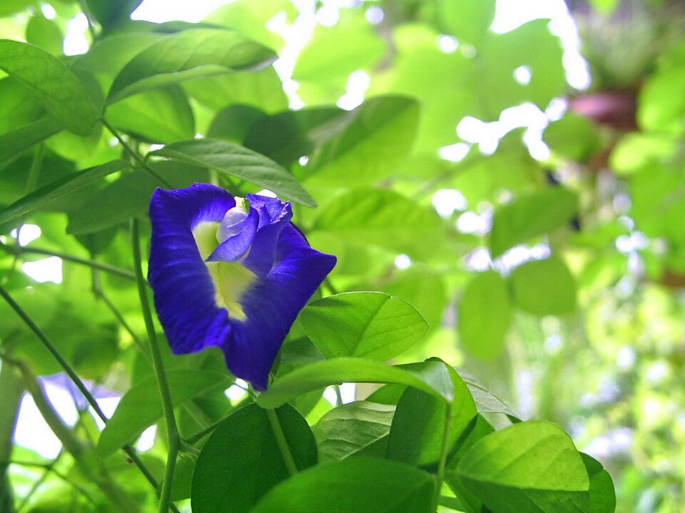 Figura 11 - Clitória