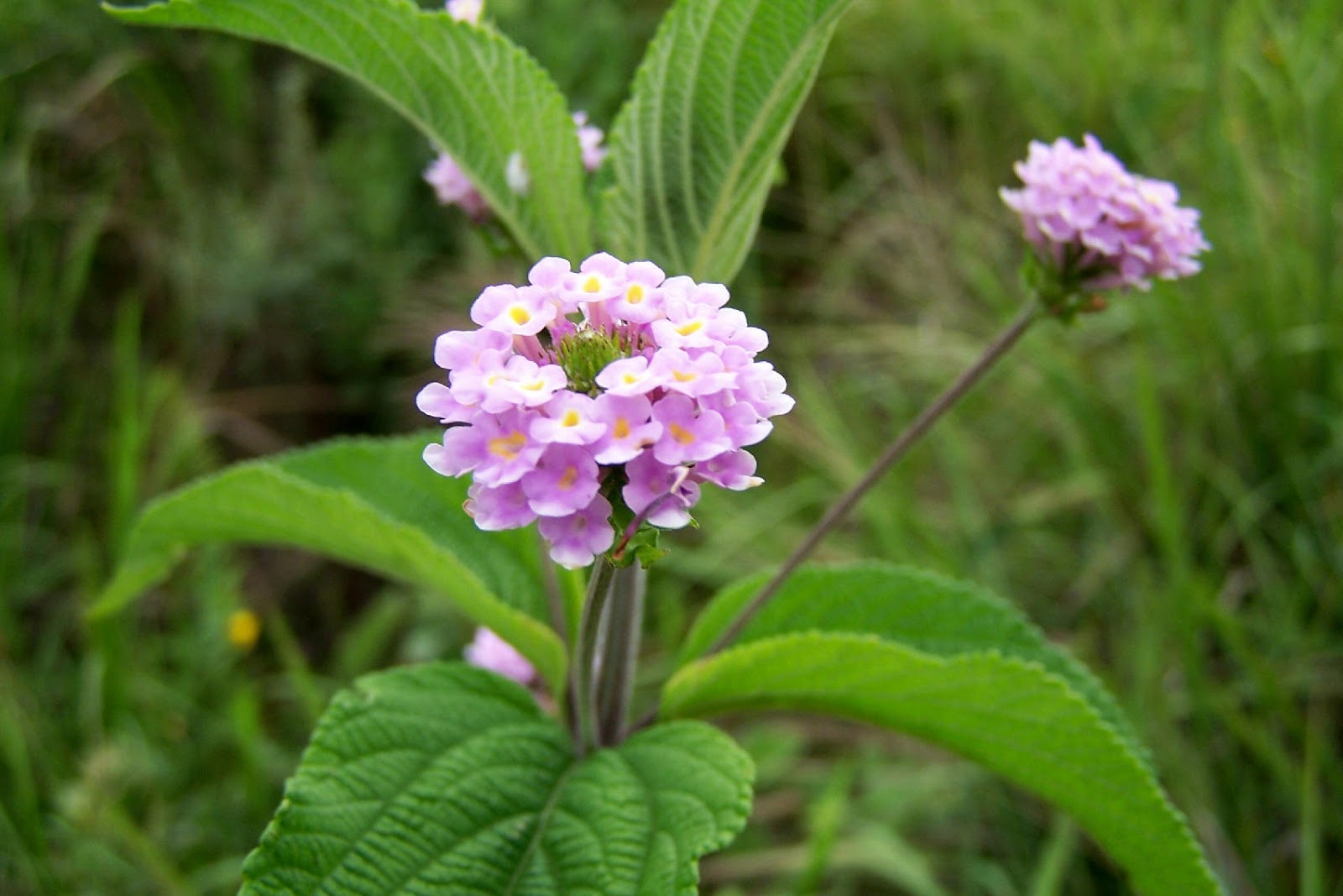 Figura 11 - Erva-cidreira