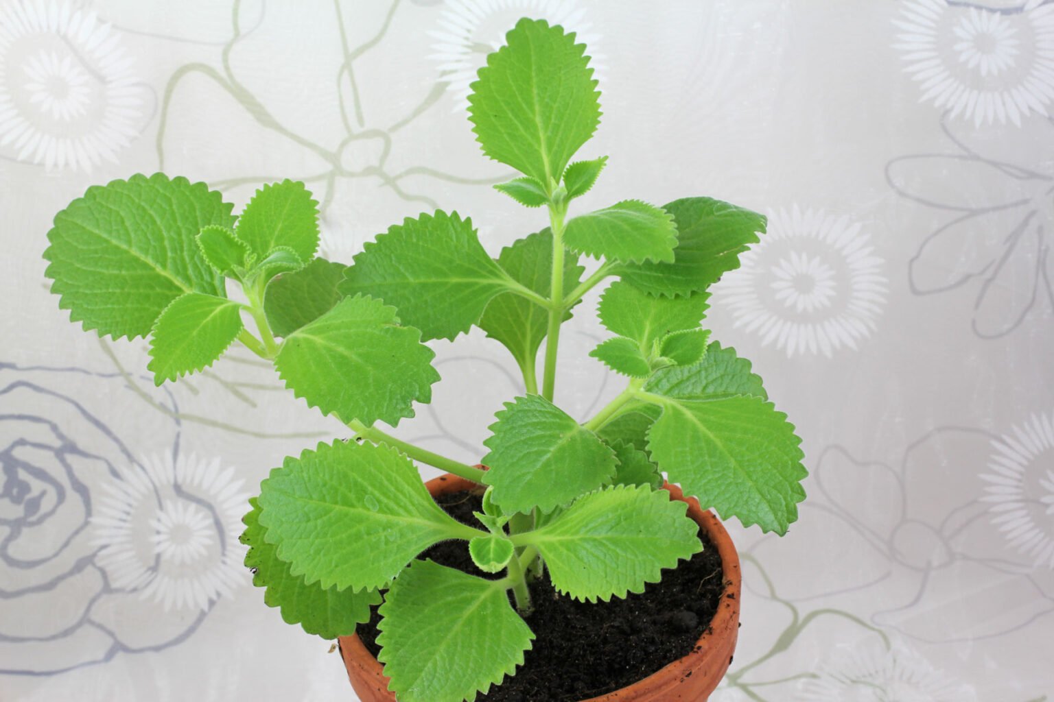 Figura 11 - Hortelã-pimenta