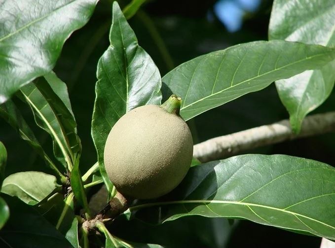 Figura 12 - Jenipapo