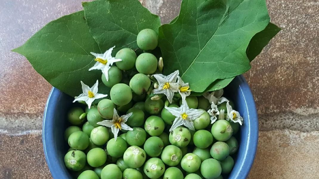 Figura 11 - Jurubeba