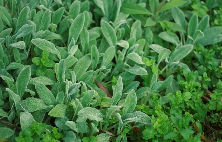 Figura 11 - Peixinho