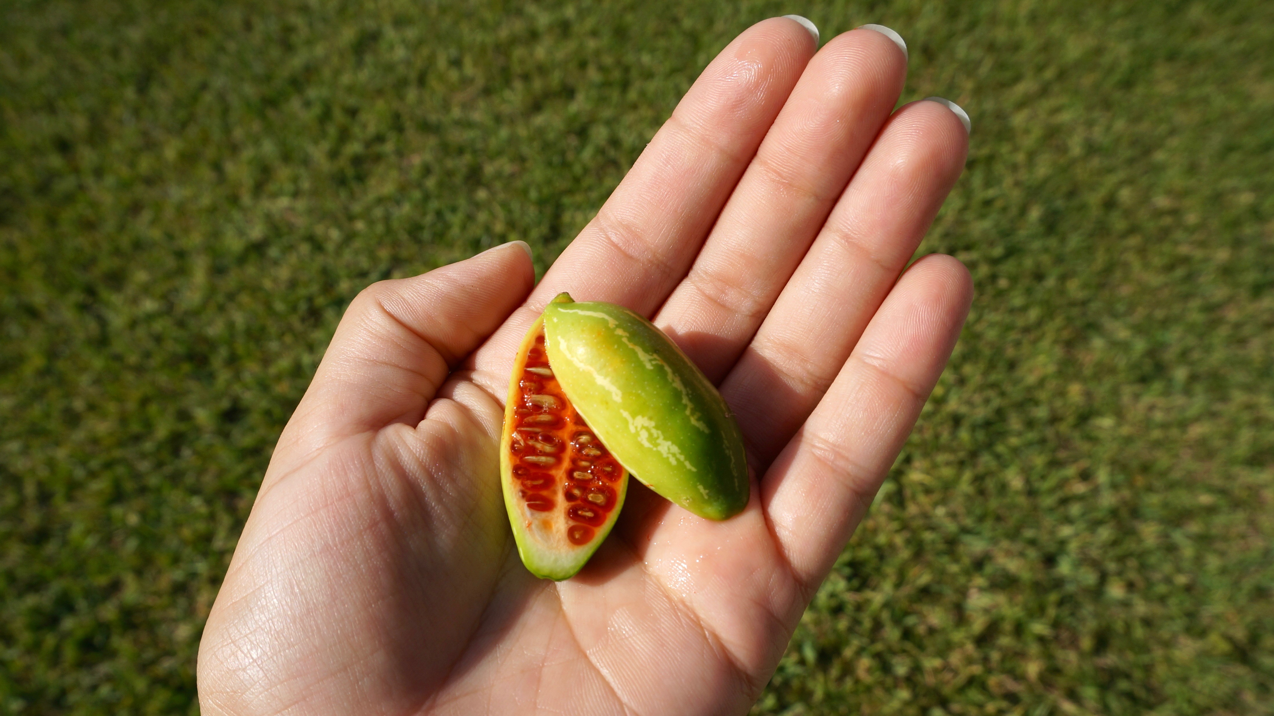 Figura 12 - Pepino-Doce