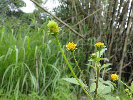 Figura 11 - Picão-preto